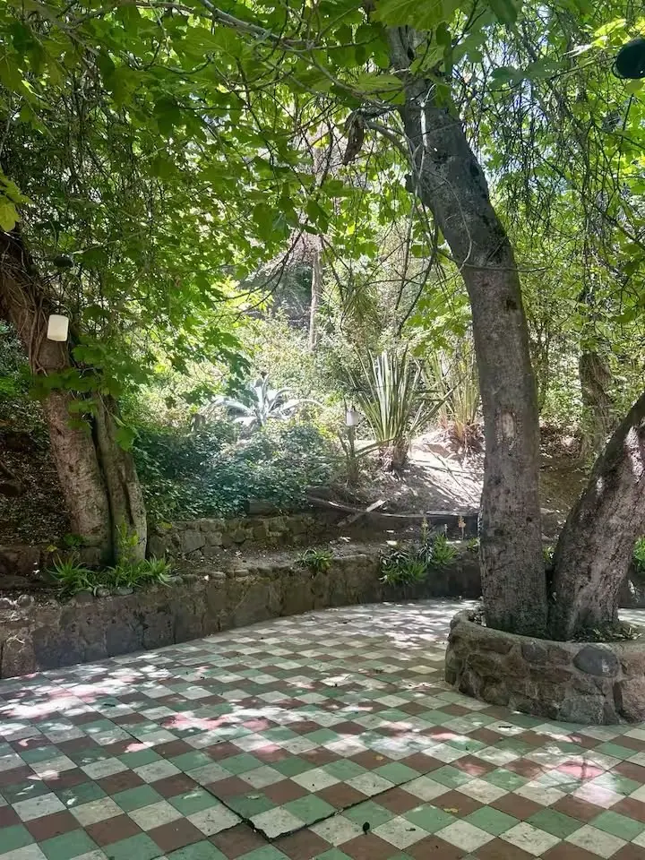 Luz entre los árboles