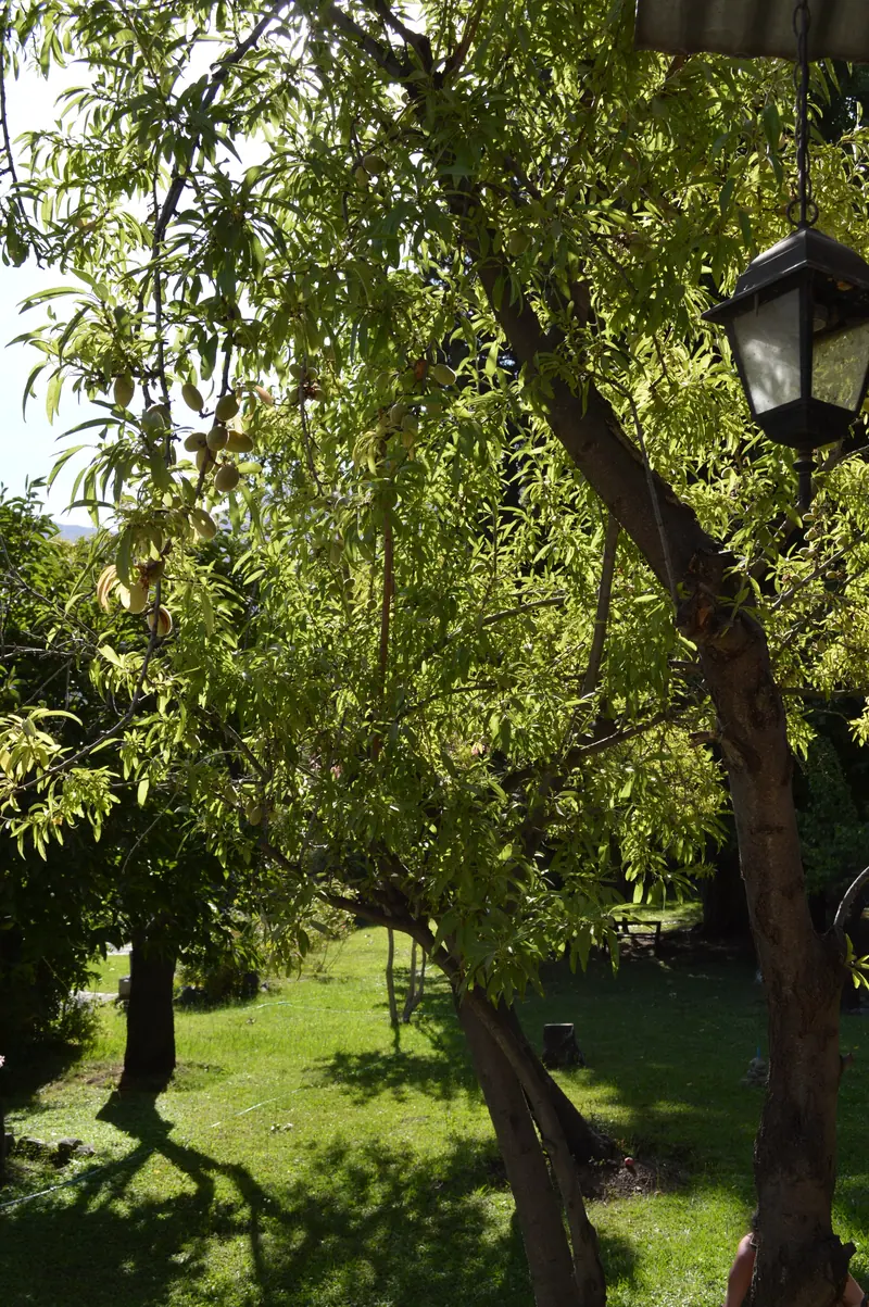 Árboles del parque