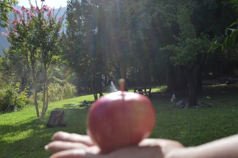 El jardín a mediodía