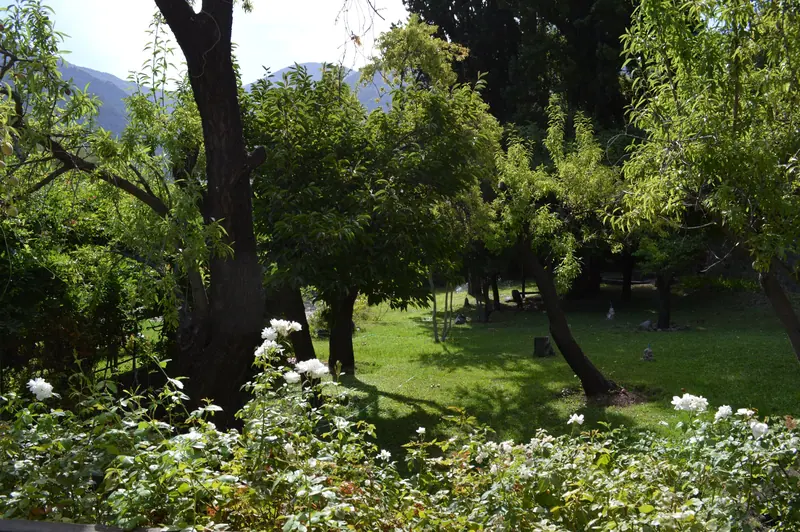 Rosas y árboles del jardín