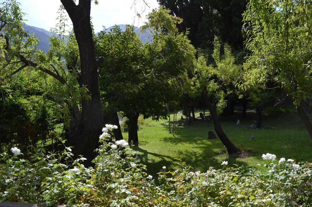 Rosas blancas bajo los árboles